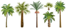  Set Of Palm Trees (сoconut, Date, Sugar, аcai) Realistic Vector Illustrations On White Background.