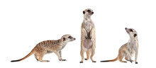 Funny Meerkat In Three Different Poses