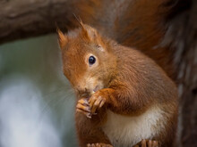 Red Squirrel On A Tree