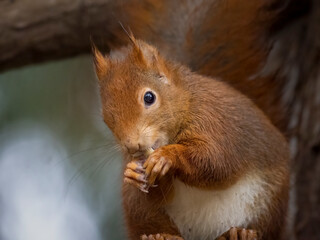 Wall Mural - red squirrel on a tree