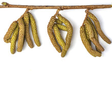 Birch Catkins Isolated On A White Background