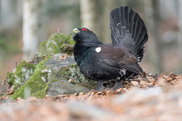 Wall Mural - The majestic capercaillie male (Tetrao urogallus)