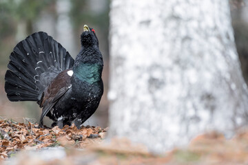 Wall Mural - Eurasian capercaillie male on ground, fine art portrait (Tetrao urogallus)