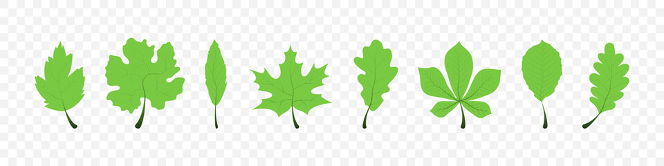 Wall Mural - green leaves different trees on transparent background. leaf. vector illustration