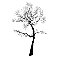 . autumn or winter tree . black silhouette on a white background. hand draw vector design element . 