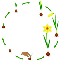 Canvas Print - Life cycle of a narcissus plant on a white background.