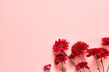 Wall Mural - Red chrysanthemum flower on pink background close up