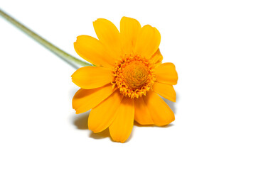 Poster - Close up Butter Daisy, Little Yellow Star flower on white background.