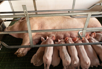 beautiful set of pigs in pig farm