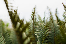 Detail Of Ferns In Coastal Oregon