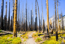 Burned Trees In Yosemite National Park