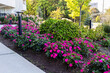 Beautiful plants and flowers near residential house in Ottawa, Canada in summer . Landscape near apartment building on a sunny day