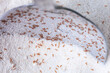 Booklice or barklice in white flour. Little Liposcelis bostrychophila in order Psocoptera, selective focus