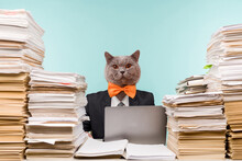 Abstract Modern Collage. The Man With The Head Of Funny Cat With Orange Bow-tie Male Accountant Or Company Manager Works In An Office In View Of The Accumulated Paper Work.
