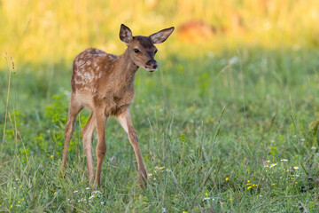 Wall Mural - little red deer, cervus elaphus, walking on wildflower meadow in summer. brown cub standing on grass
