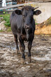 A vertical shot of a cow in a farm during the day