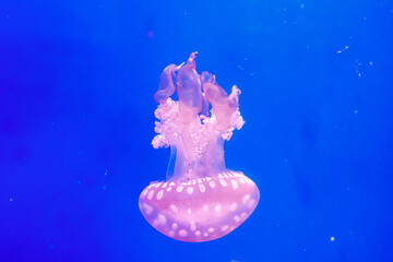 Canvas Print - macro of a beautiful jellyfish mastigias papua