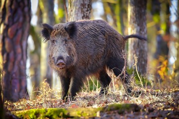Wall Mural - wild boar, sus scrofa, looking to the camera in forest in sunlight. large brown pig standing in wood