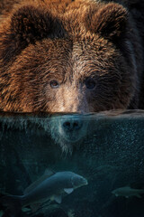 Wall Mural - Portrait bear half in the water. Underwater world with fish and bubbles