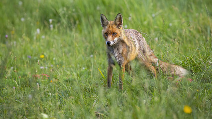 Wall Mural - red fox, vulpes vulpes, standing on green glade in summertime nature. orange predator looking on fie