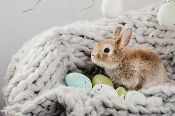 Wall Mural - small easter bunny in modern gray coarse knit blanket with easter eggs
