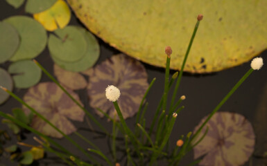 Selective focus on an Eleocharis elegans reed, with green stems and a white hairy flower, blooming in the pond in the garden.