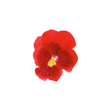 Watercolor Illustration Of Red Pansy Flowers On Isolated White Background
