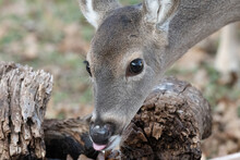 Closeup Of Young White-tailed Deer Odocoileus Virginianus While Drinking Water.  