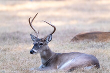 Male White-tailed Buck Deer Odocoileus Virginianus With Tall Antlers Laying Down In Suburban Texas Backyard.