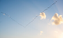 Flock Of Migrating Cormorants In A Blue Sky With Sun Rays.