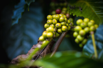 Poster - A closeup shot of coffee plants