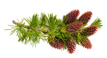 Larch Branch With Cones