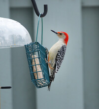 A Red Bellied Woodpecker On A Suet Bird Feeder.