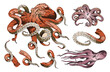 Red Octopus realistic vector sketch illustration. Three various krakens, squids and isolated tentacles vintage drawing.