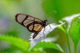 Fototapeta Zwierzęta - Closeup   beautiful  glasswing Butterfly (Greta oto) in a summer garden.