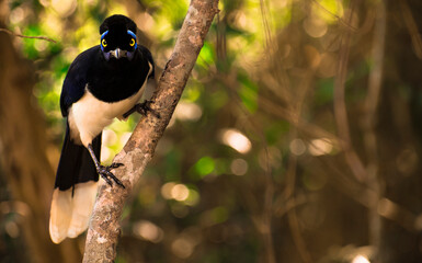 Cyanocorax chrysops (Urraca Criolla - Plush-crested Jay) looking at the camera in Iguazú National Park,  Misiones, Argentina
