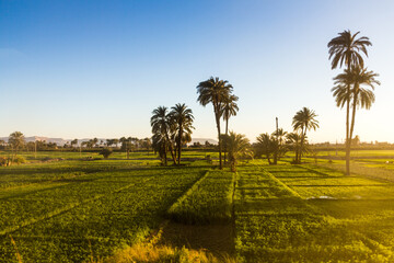 Wall Mural - Lush fields along river Nile in Egypt