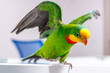 A beautiful green parrot walks on the board, flapping its wings.