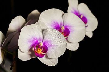  white orchid, water drops on petals, orchid on black background, flower background 