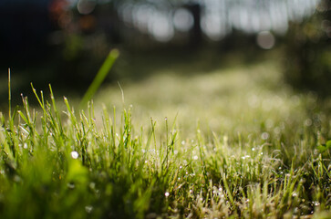 Wall Mural - Fresh juicy green grass for summer