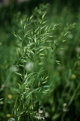 Wall Mural - Fresh juicy green grass for summer