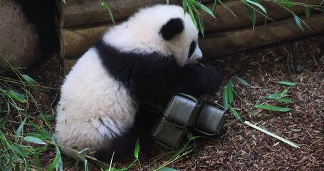 Wall Mural - A baby panda is playing in the forest