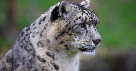 Wall Mural - a snow leopard is resting in the plain