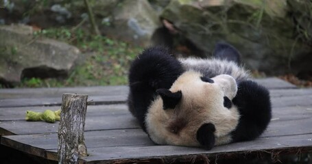 Poster - A panda is resting in the forest