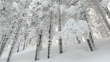 Wall Mural - Ukrainian Carpathians snowy forest in the afternoon, and at sunrise and sunset is beautiful and attractive. Slender fir and lush beech shackled by frost and rime, the sun's rays create beauty