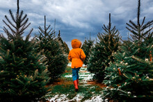 A Child Walking Through A Row Of Christmas Trees On A Farm