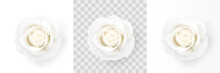 White Rose. Close-up Of A Flower Isolated On A White, Transparent And White Gradient Background. Decorative Design Element For Decorations, Holidays And Events