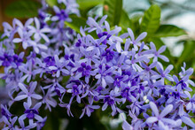 Flower  Purple Nature