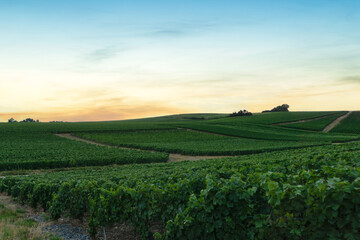 Wall Mural - In the Champagne vineyards of Montagne de Reims, Reims, France, row vine grapes.