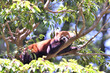 木の上に寝そべって手を舐めているレッサーパンダ